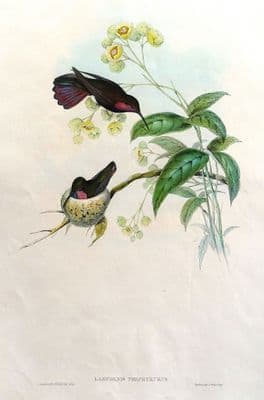 Antique Hummingbird Print, Porphyry-Tailed Mango, LAMPORNIS PORPHYRURUS Original JOHN GOULD c1855