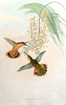 Antique Hummingbird Print RUFOUS SABREWING Campylopterus Rufus Original J.GOULD c1855