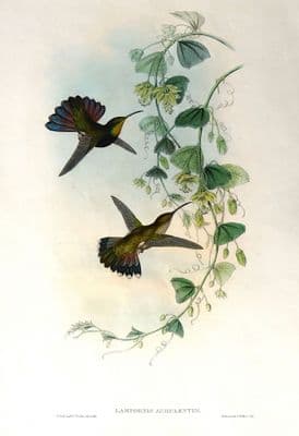 Antique Hummingbird Print, St.Domingo Mango, LAMPORNIS AURULENTUS J.GOULD c1855
