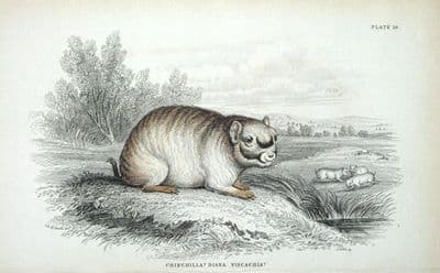 Antique Mammal Print CHINCHILLA Jardine Original hand coloured Engraving 1843
