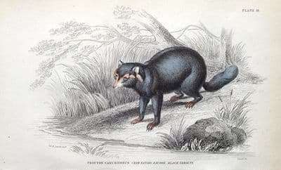 Antique Mammal Print CRAB EATING RACCOON, Jardine hand coloured Engraving  1843
