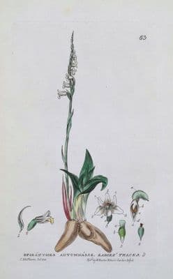 Antique  Orchid Botanical Print SPIRANTHES SPIRALIS Baxter Engraved Vintage  Art 1833