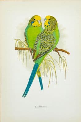 Antique Parakeet Print BUDGERIGARS Original Greene Parrot Engraving 1884
