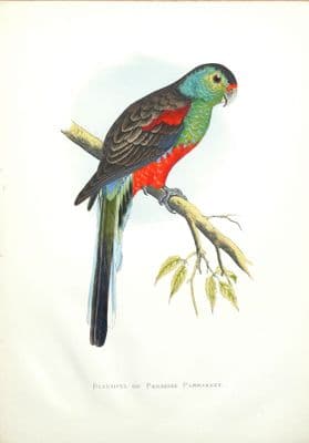 Antique Parrot Print BEAUTIFUL PARAKEET Original Greene Bird Engraving 1884