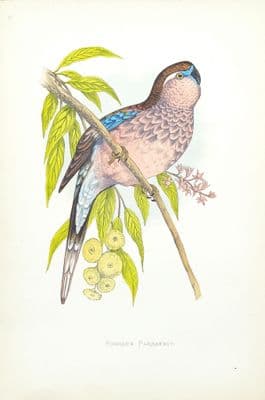 Antique Parrot Print BOURKE'S PARAKEET Original Greene Bird Engraving 1884