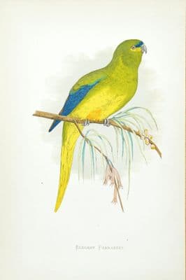 Antique Parrot Print ELEGANT  PARAKEET Original Greene Bird Engraving 1884