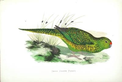 Antique Parrot Print  GREEN GROUND PARROT Original Greene Bird Engraving 1884