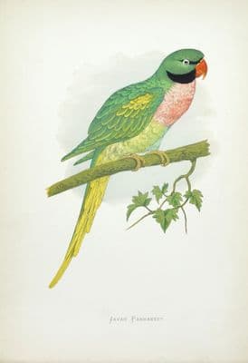 Antique Parrot Print  JAVAN PARAKEET Original Greene Bird Engraving 1884