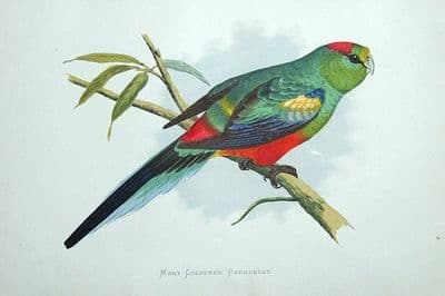 Antique Parrot Print MANY COLOURED PARRAKEET Australia original Greene  print 1884