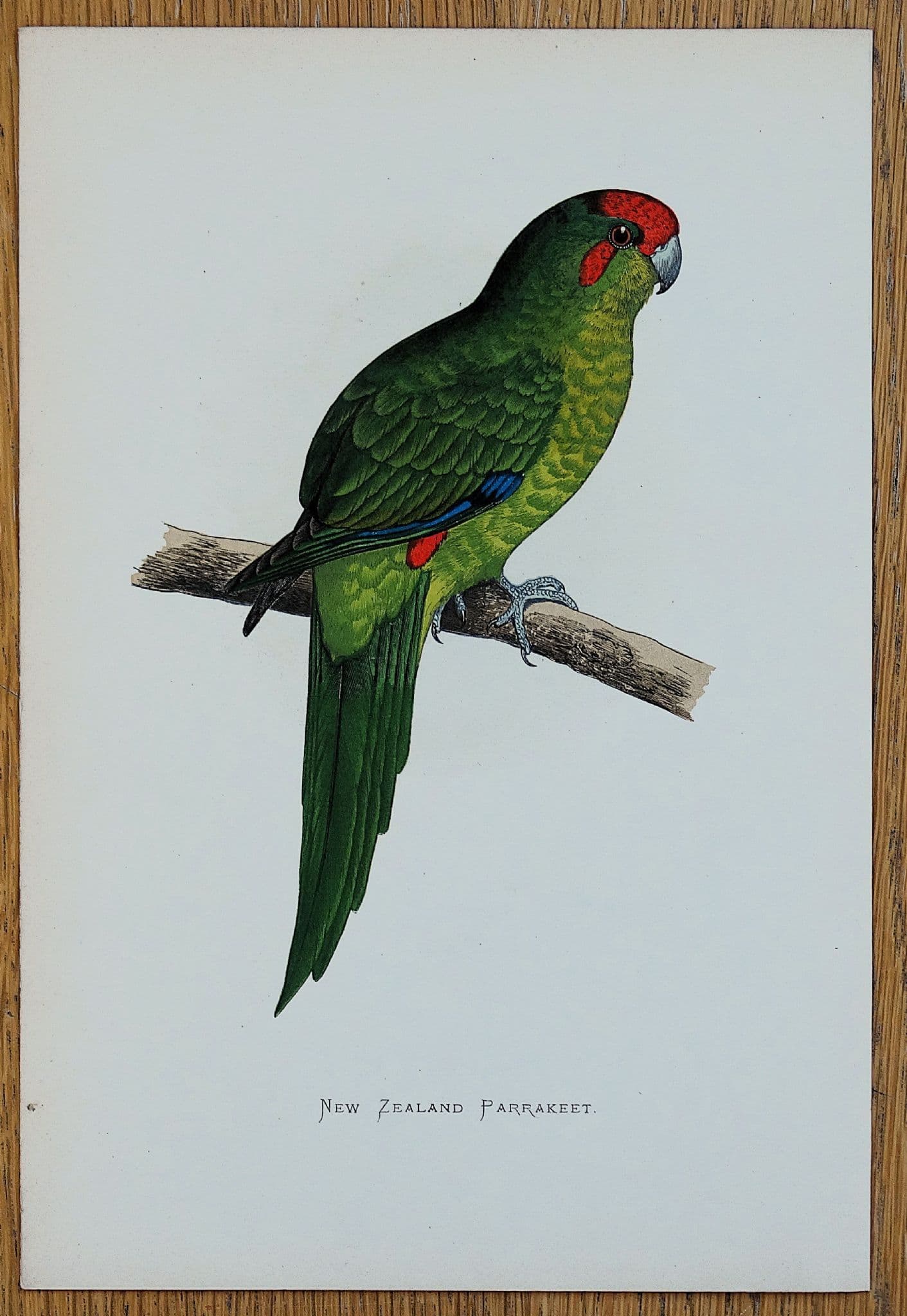 Antique Parrot Print NEW ZEALAND PARAKEET Greene Original Bird