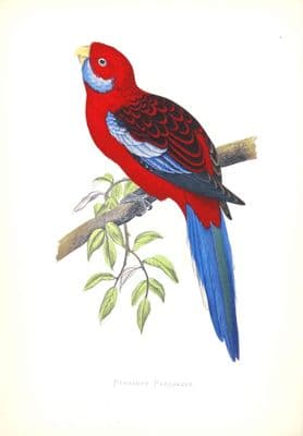 Antique Parrot Print PENNANTS PARAKEET Original Greene Bird Engraving 1884