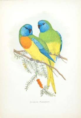 Antique Parrot Print  SPLENDID PARAKEETS  Original Greene Bird Engraving 1884
