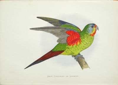 Antique Parrot Print SWIFT PARAKEET Lathamus Original Greene Bird Engraving 1884