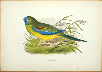 Antique Parrot Print TURQUOISINE NEOPHEMA Original Greene Engraving  1884