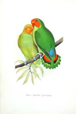 Antique Parrot Print WEST AFRICAN LOVE BIRD Original Greene Bird Engraving 1884