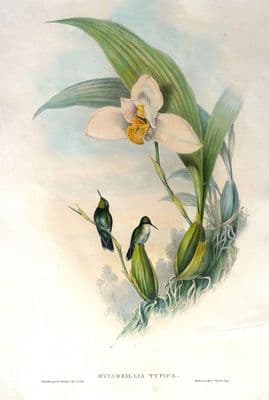 Antique Print Abeille's Hummingbird MYIABEILLIA TYPICA Original John GOULD c1855