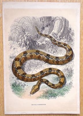 Antique Print BOA CONSTRICTOR, SNAKE Cassell vintage old engraving c1880
