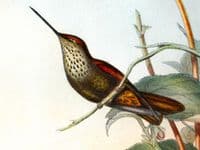 Antique Print Coelegene Hummingbird COELIGINA TYPICA Original John GOULD c1855