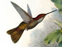 Antique Print Coelegene Hummingbird COELIGINA TYPICA Original John GOULD c1855