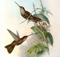 Antique Print Coelegene Hummingbird COELIGINA TYPICA Original John GOULD c1855