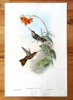 Antique Print Coelegene Hummingbird COELIGINA TYPICA Original John GOULD c1855