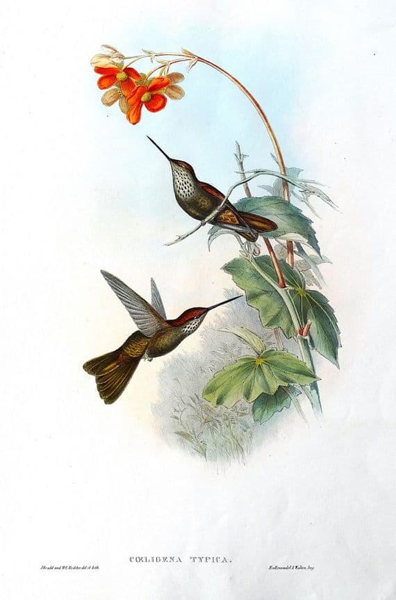 Antique Print Coelegene Hummingbird COELIGINA TYPICA Original John GOULD c1855