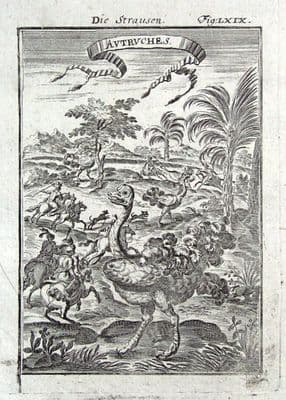 Antique Print OSTRICH HUNTING, AFRICA  A.Mallet original  1719