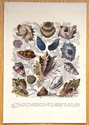 Antique Print SEA SHELLS Cassell hand coloured vintage old engraving c1880