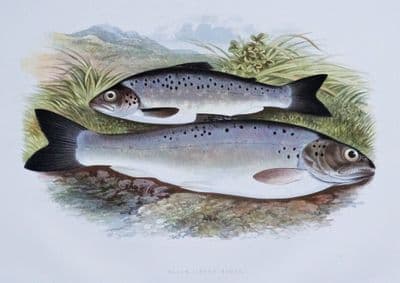BLACK FINNED TROUT, Houghton, Lydon, original antique fish print 1879