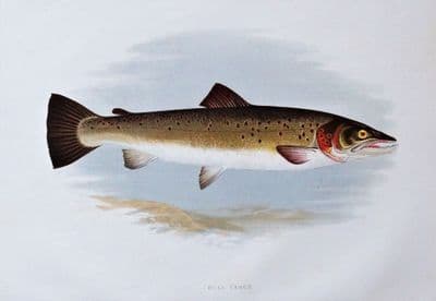 BULL TROUT, Houghton, Lydon, original antique fish print 1879