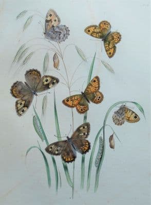 BUTTERFLIES, Lasiommata Megaera Butterfly, original antique print 1841