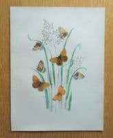 BUTTERFLIES, Marsh Ringlet Butterfly, original hand coloured antique print 1841