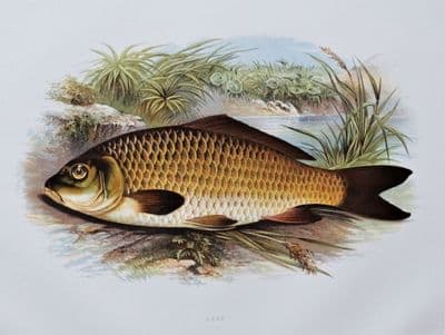 CARP, Houghton, Lydon original antique fish print 1879