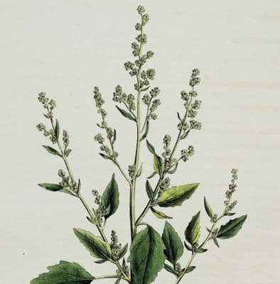 CHENOPODIUM ALBUM,Curtis Original Antique Botanical Print Flora Londinensis 1777
