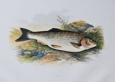 CHUB, Houghton, Lydon original antique fish print 1879