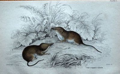 COMMON SHREW Sorex Araneus Jardines Orig Hand Coloured Antique Mammal Print 1838