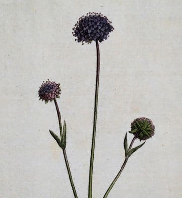 DEVILS-BIT SCABIOUS Curtis Large Antique Botanical Print Flora Londinensis 1777