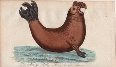 ELEPHANT SEAL PHOCA LEONINA Bechstein Origin Natural History Antique Print 1796