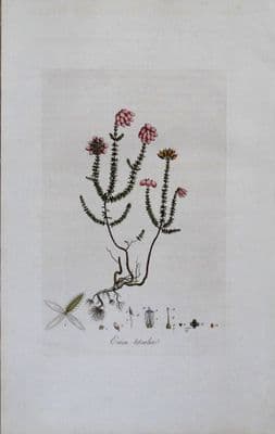 ERICA TETRALIX Curtis Large Antique Botanical Print Flora Londinensis 1777