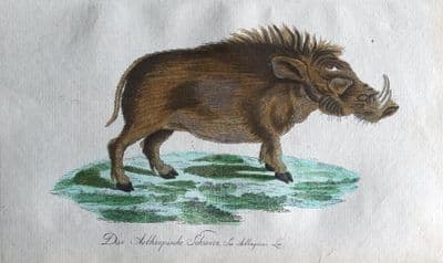 ETHIOPIAN HOG SUS AETHIOPICUS  Bechstein Orig Natural History Antique Print 1796