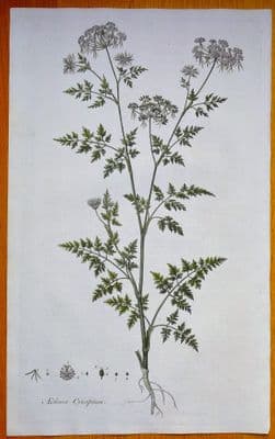 FOOL'S PARSLEY, AETHUSA CYNAPIUM, Curtis Antique Botanical Print Flora Londinensis 1777