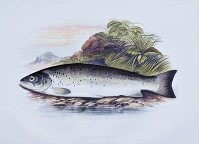 GALWAY SEA TROUT, Houghton, Lydon, original antique fish print 1879