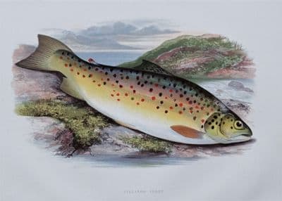 GILLAROO TROUT, Houghton, Lydon, original antique fish print 1879