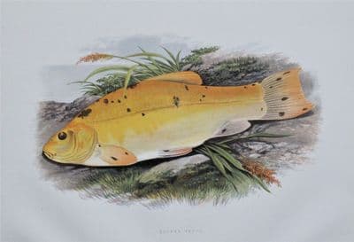 GOLDEN TENCH, Houghton, Lydon, original antique fish print 1879