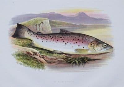 GREAT LAKE TROUT, Houghton, Lydon, original antique fish print 1879