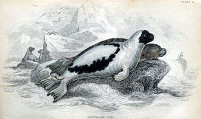 GREENLAND OR HARP SEAL Jardines Original Hand Coloured Antique  Print 1838