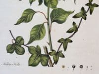 HEDERA HELIX IVY  Curtis Large Antique Botanical Print Flora Londinensis 1777
