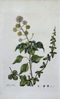 HEDERA HELIX IVY  Curtis Large Antique Botanical Print Flora Londinensis 1777