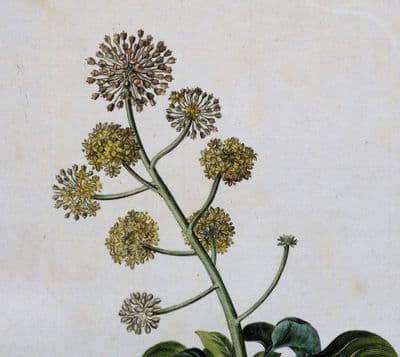 HEDERA HELIX IVY  Curtis Large Antique Botanical Print Flora Londinensis 1777