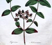 HYPERICUM SWEET AMBER Curtis Lge. Antique Botanical Print Flora Londinensis 1777